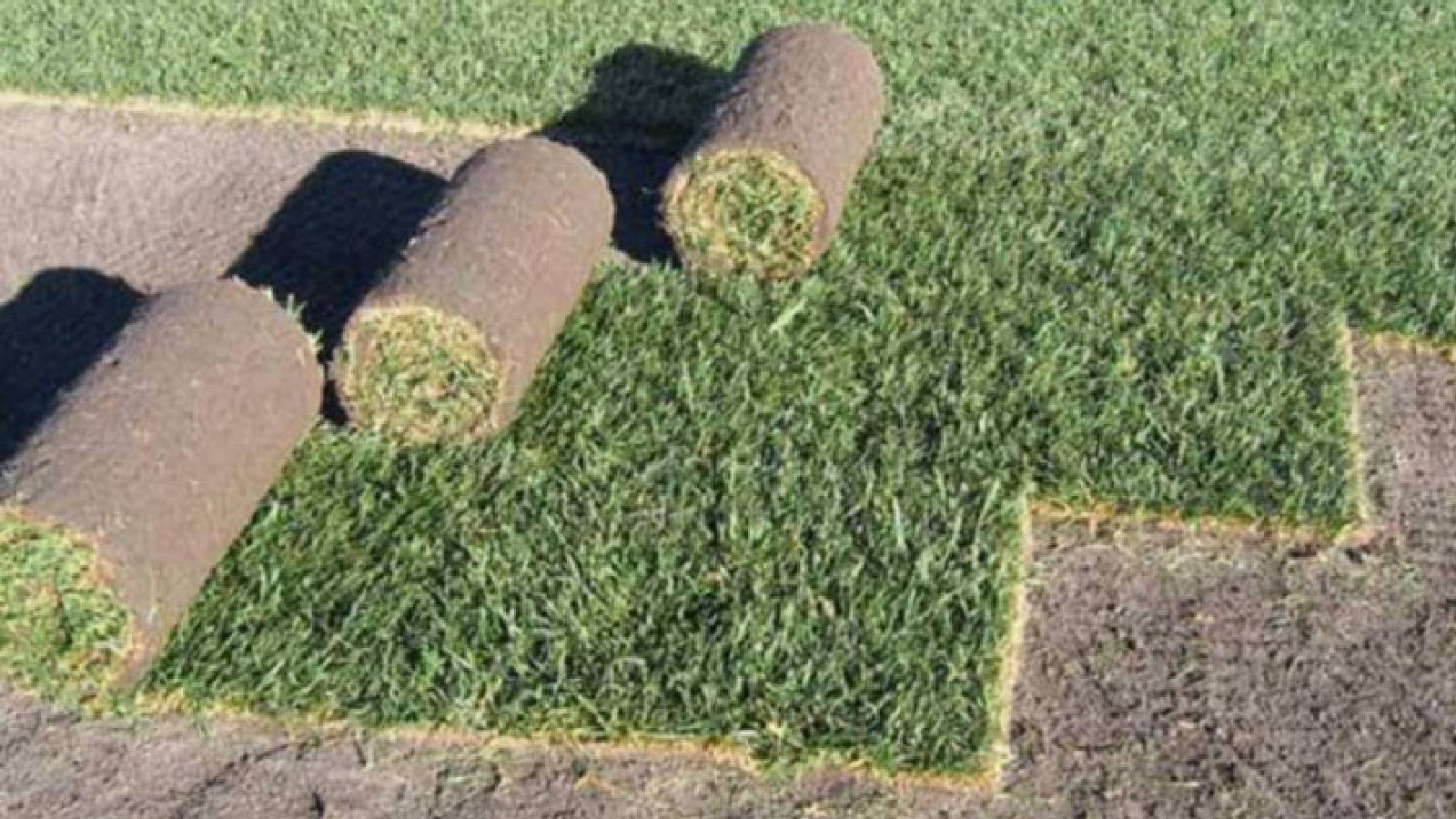 Peyzajda Hız ve Kalite Devrimi! CAKIR RULO ÇİM, 8 Yıllık Tecrübesiyle Sektöre Yön Veriyor